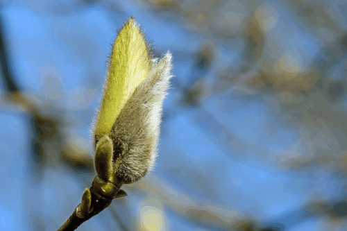 La Gemmothérapie : Bienfaits, Dosage, Contre-Indications et Danger des Bourgeons